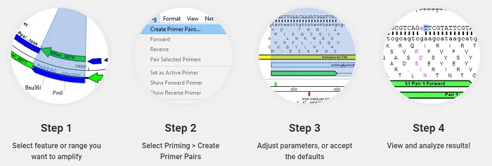2 Primer Design for PCR