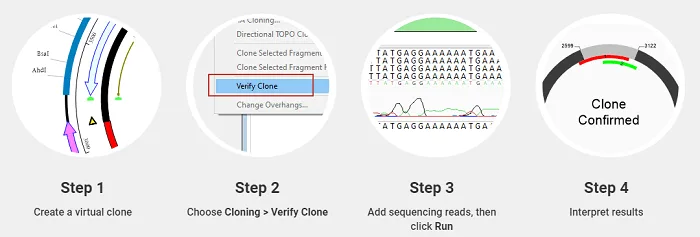4 Clone Sequence Verification