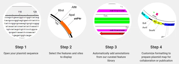 5 Plasmid maps SeqBuilder Pro review