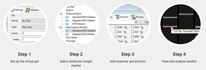 6 Gel Electrophoresis Simulation