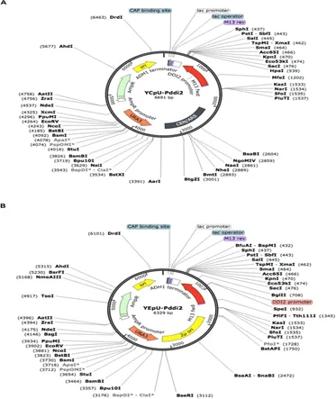 Snapgene Performance Analysis